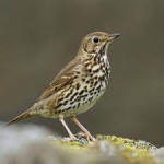song thrush