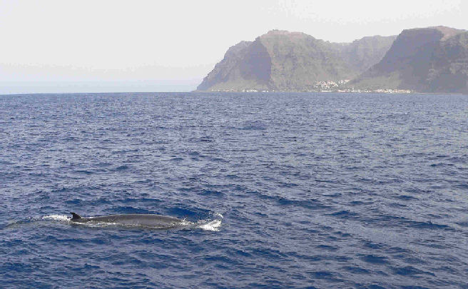 sea