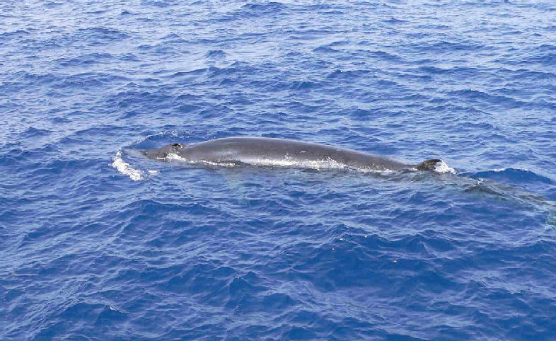sea