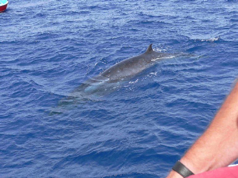 sea