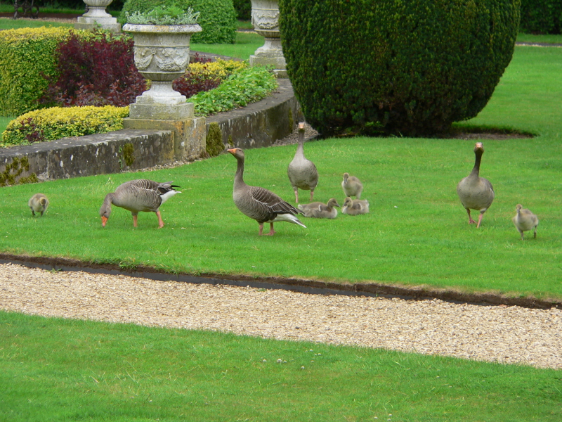 Belton House