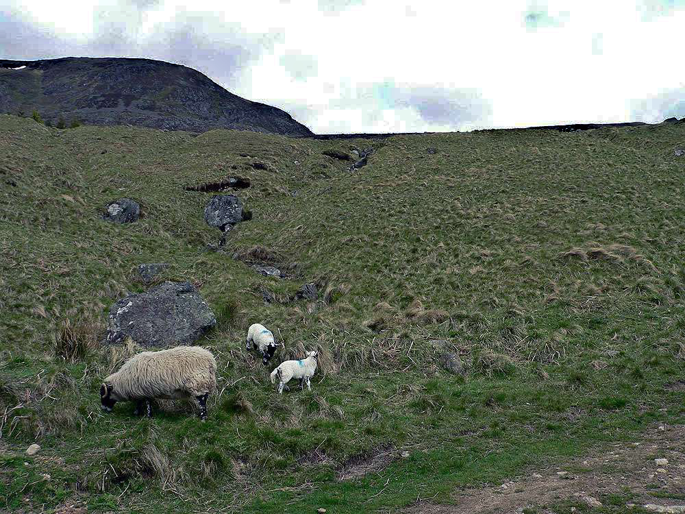 Glen Cova