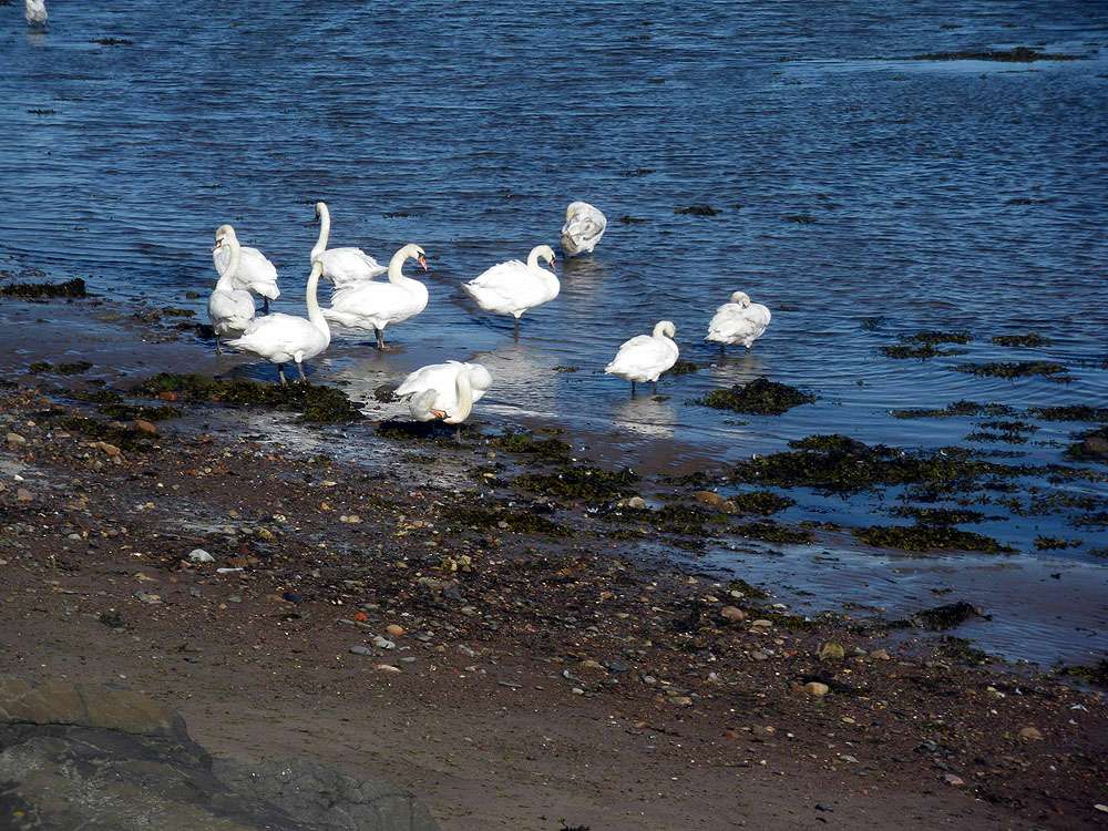 Berwick