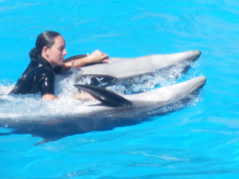 dolphin