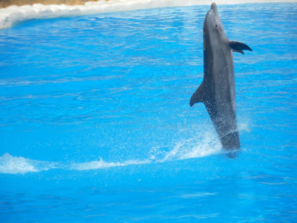 dolphin