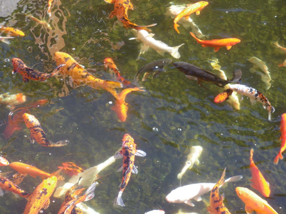 fish