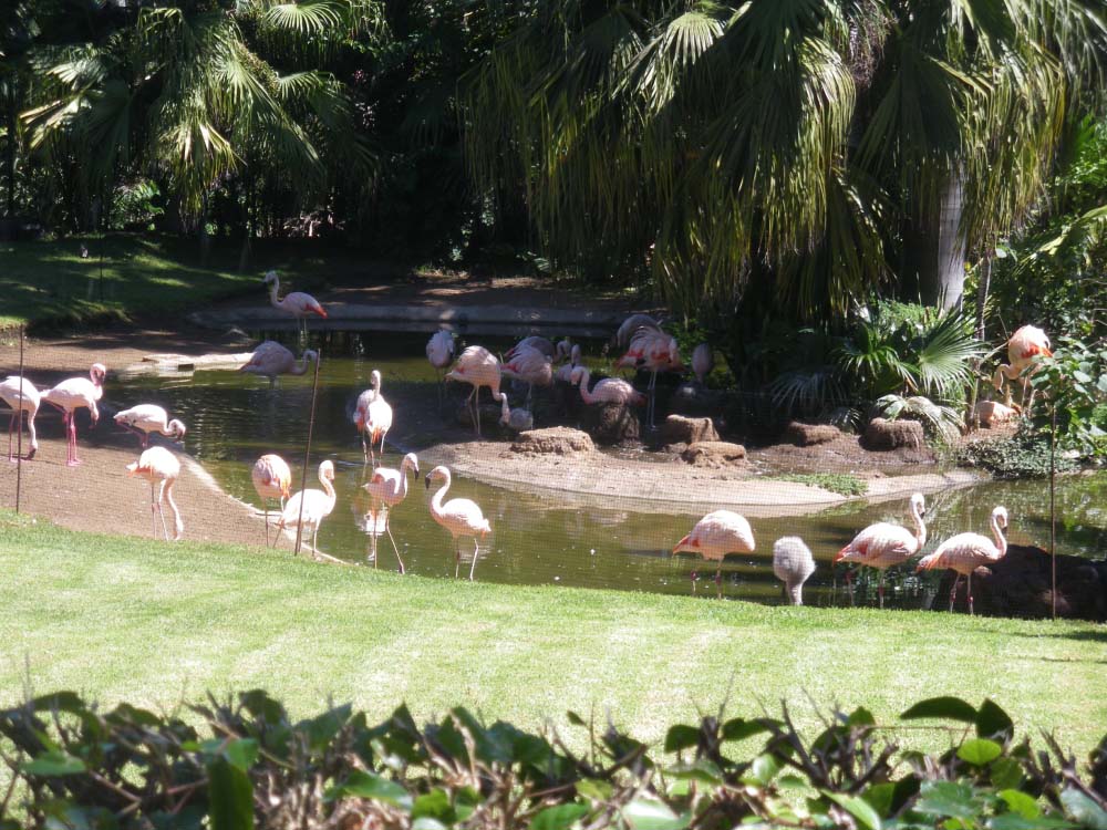 flamingos
