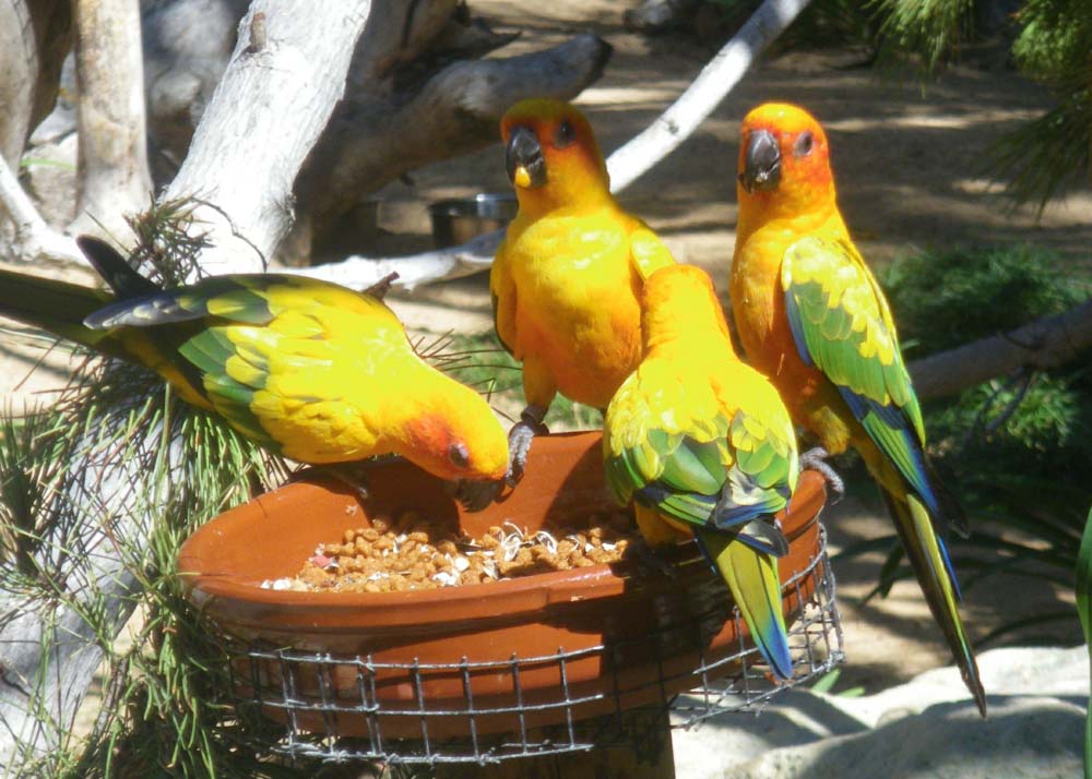 parrots
