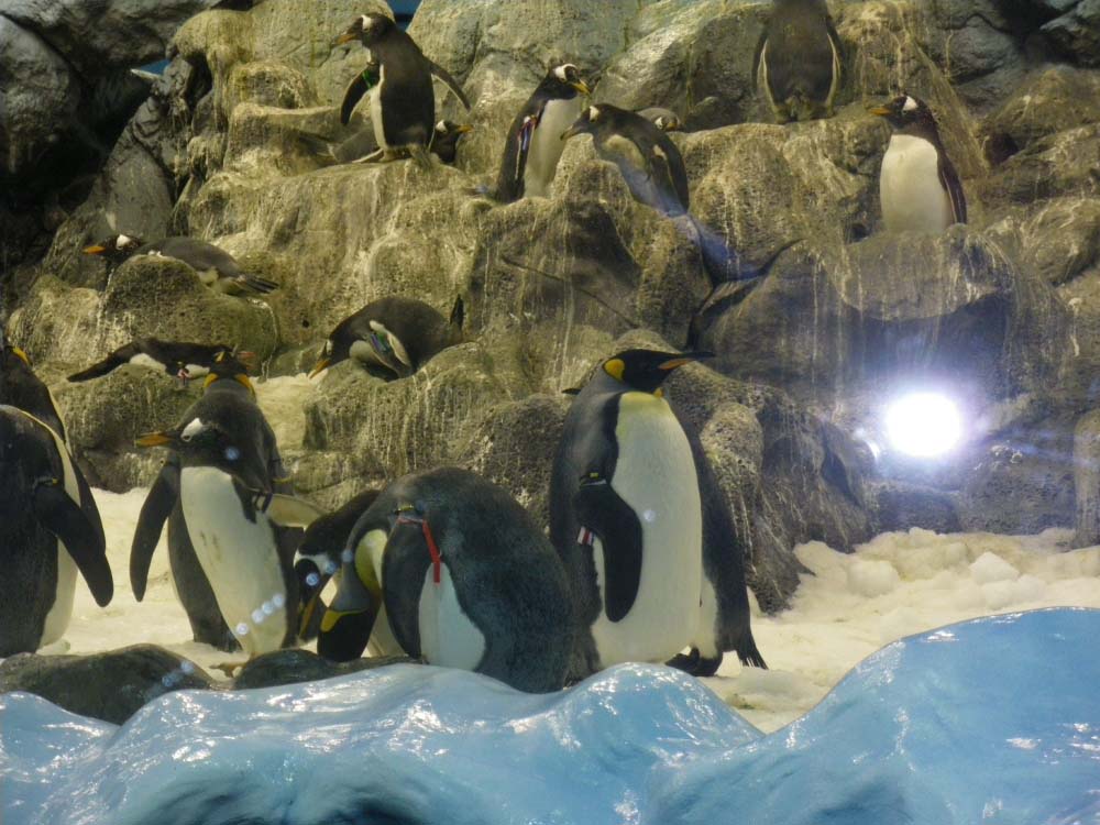 penguins