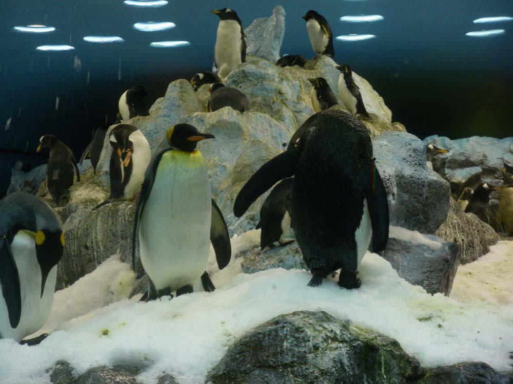 penguins