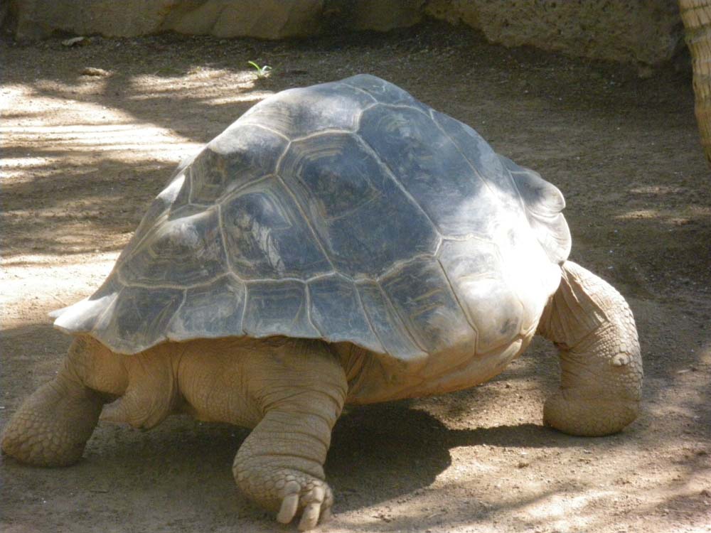 tortoise