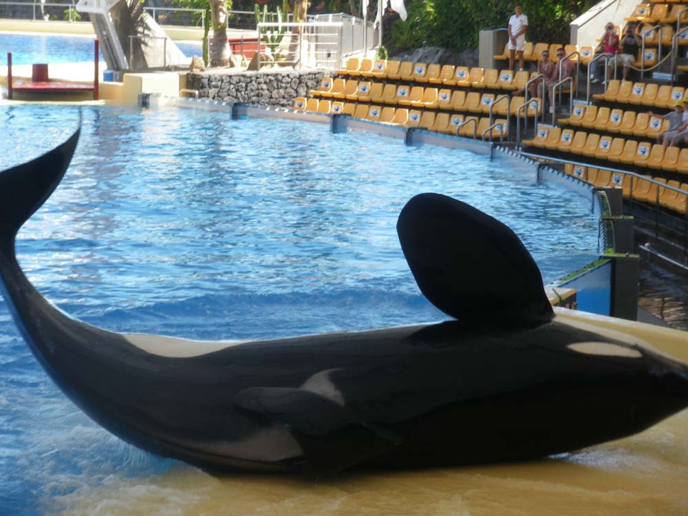 whale