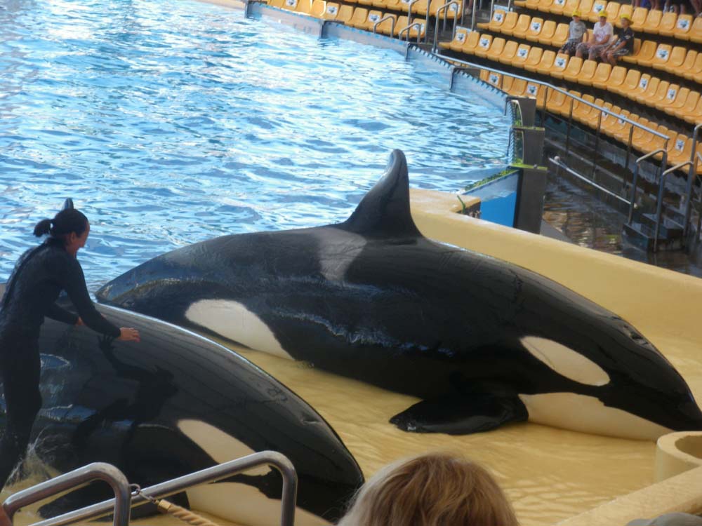 whale