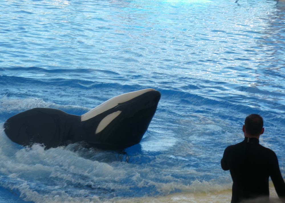 whale