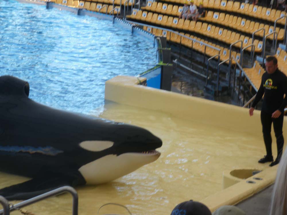 whale