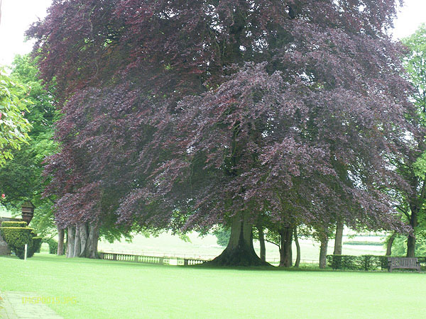 sibton
