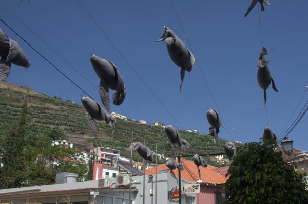 Camara da Lobos festival