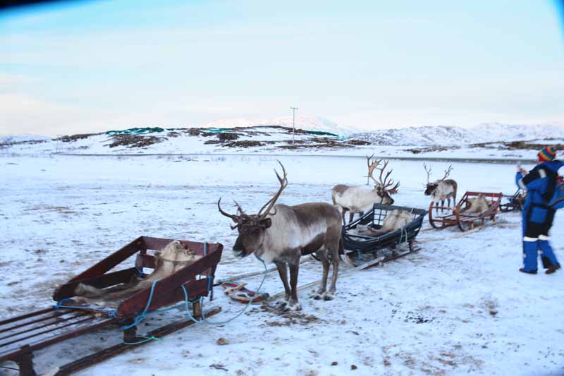 Sami with reindeer 2