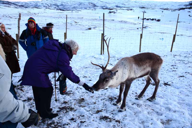 Sami with reindeer 6