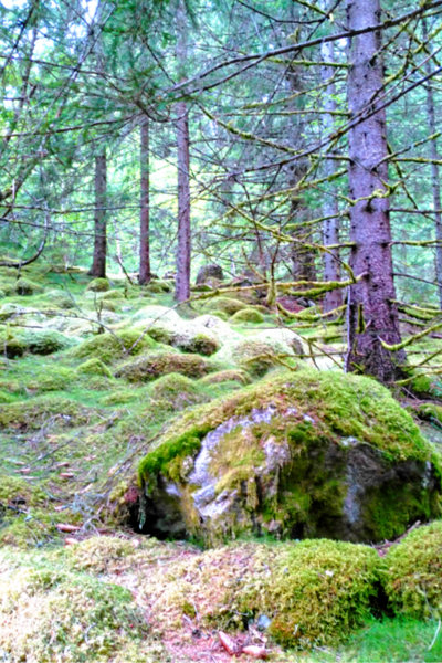 the woods