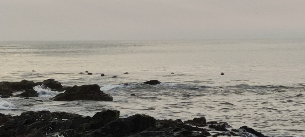 Farne Islands
