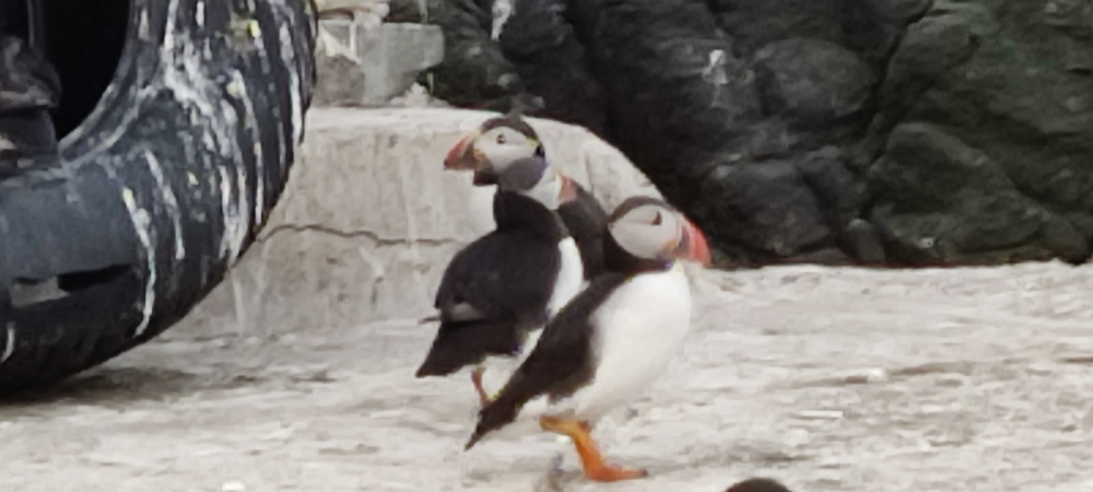 Farne Islands